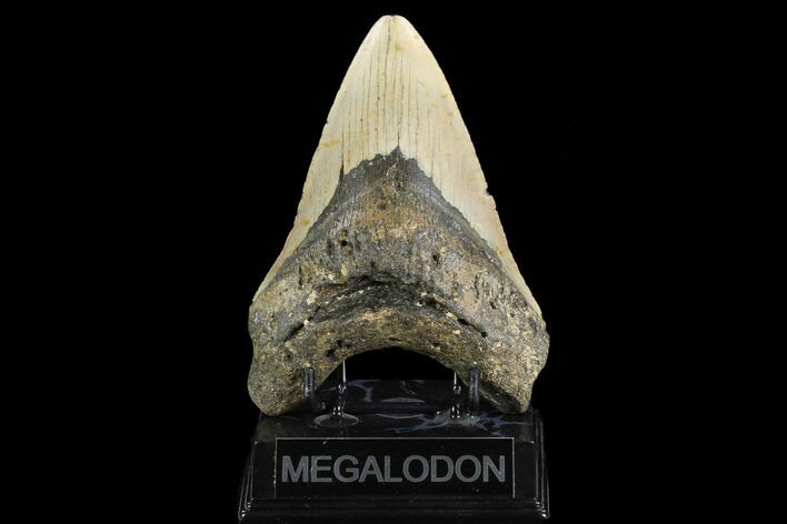 Fossil Megalodon Tooth - North Carolina #124342